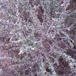 Atriplex glauca Облик