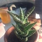 Aloe juvennaLiść