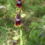 Ophrys insectifera Ekosanga