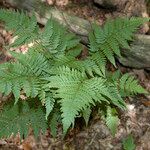 Dryopteris expansa Lehti