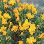 Senna multiglandulosa Žiedas