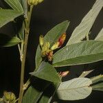 Cajanus cajan Vaisius