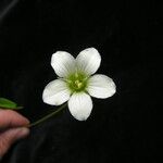 Parnassia nubicola عادت