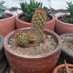 Mammillaria elongata Ліст