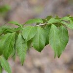 Casearia praecox Leaf