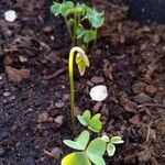 Oxalis violacea Leaf