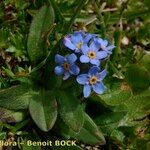 Myosotis corsicana Habitus