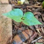 Vigna unguiculata Φύλλο