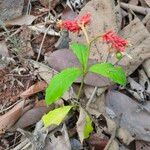 Rauvolfia serpentina (L.) Benth. ex Kurzপাতা