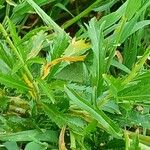 Lepidium virginicum Leaf