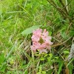 Rhododendron hirsutumBlomst