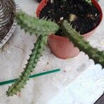 Huernia macrocarpa Flower