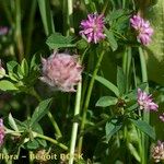 Trifolium resupinatum Other