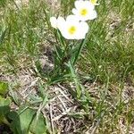 Ranunculus amplexicaulis برگ