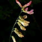 Vicia dumetorum Fruit