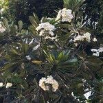 Plumeria obtusa Flower