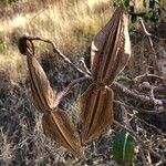 Cryptostegia madagascariensis Fruit