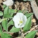 Evolvulus sericeus Flower