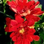 Chrysanthemum indicum 花