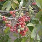 Sterculia foetida Frukto