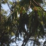 Anadenanthera colubrina ഫലം