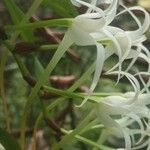 Cyrtorchis chailluana Flower