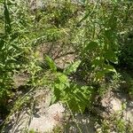 Verbena urticifolia Листок