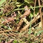 Persicaria decipiens 花