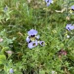 Gilia tricolor Kvet