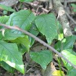 Culcasia scandens पत्ता