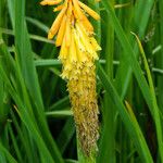 Kniphofia uvaria Blüte