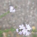 Verbena officinalisКветка