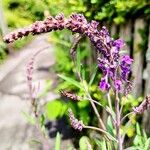 Linaria purpureaFloro