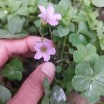 Oxalis violacea ফুল