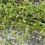 Galium divaricatum 果実