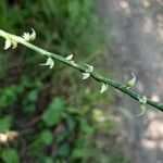 Polygonum virginianum Blomst
