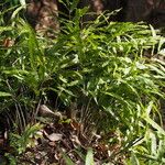 Pteris cretica Habitus