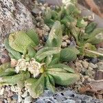 Glottiphyllum oligocarpum List