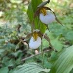 Cypripedium montanum Floare