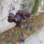 Exochorda racemosa Frutto