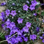 Campanula andrewsii Leaf