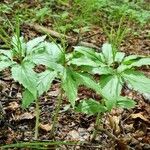 Cardamine enneaphyllos Fruit