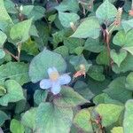 Houttuynia cordata ഇല