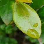 Acokanthera schimperi Blatt
