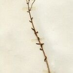 Achillea tenuifolia 花