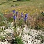 Phyteuma betonicifolium Flor