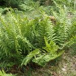 Dryopteris oreades 整株植物