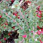 Cotoneaster splendens Lehti