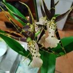 Brassia arachnoidea Floare