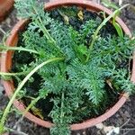 Achillea odorata ഇല